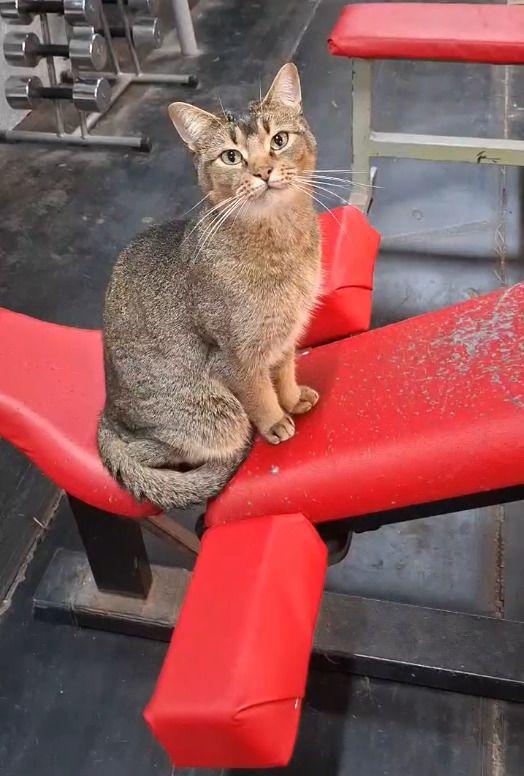 Le chat de BodyGym, assis sur un banc de musculation rouge, regarde l’objectif